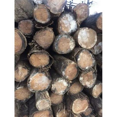 Ghana Teak Wood Log At Rs 2000 Cubic Feet Teak Wood Logs In Chennai