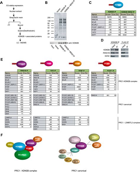 Figures And Data In Kdm B Links The Polycomb Repressive Complex Prc