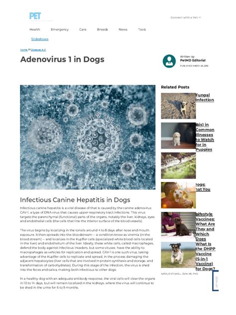 Adenovirus 1 In Dogs Petmd Pdf Adenoviridae Virus