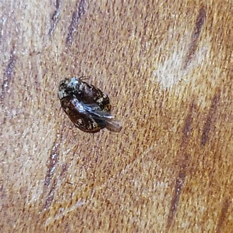 Identifying A Small Brown Bug Thriftyfun