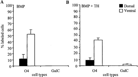 Differential Effects Of Bmp On Dorsal And Ventral Derived Grp Cells