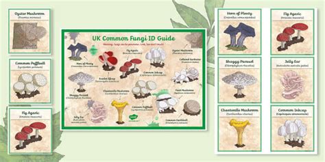 UK Common Fungi ID Guides (Teacher-Made) - Twinkl