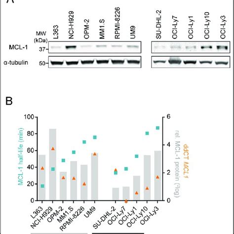 Pp A Inhibition Leads To Phosphorylation And Destabilization Of Mcl