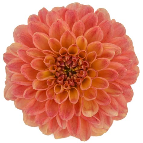 Dahlia Snoho Doris Pick Up Flower Catalog