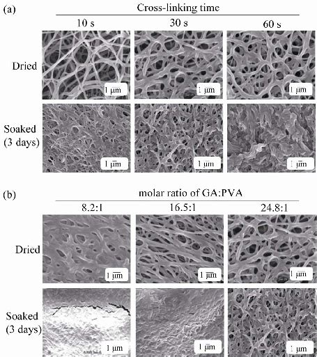 SEM Images Of PVA HA Hydrogel Nanofibers With Different Cross Linking