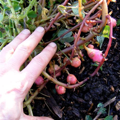 Growing Oca: Tubers - Big and Few, or Small and Many?