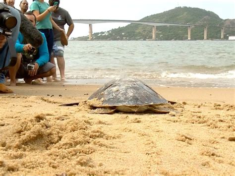 G Tartaruga Resgatada Ap S Ficar Presa Em Rede De Pesca Solta No