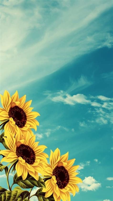 Pin By Jen Williams On Sunflowers Daises In 2024 Sunflower Wallpaper Sunflower Coloring