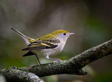 Chestnut-sided Warbler - Owen Deutsch Photography