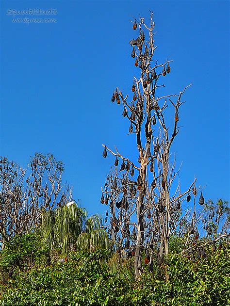 Photography – Grey-headed Flying-Foxes | spunktitud3