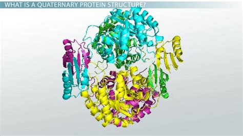 Quaternary Structure of Protein | Definition, Function & Examples ...