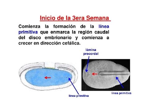 Ciclos Reproductores Y Fecundacin Aprendizajes Esperados Explicar Ciclos