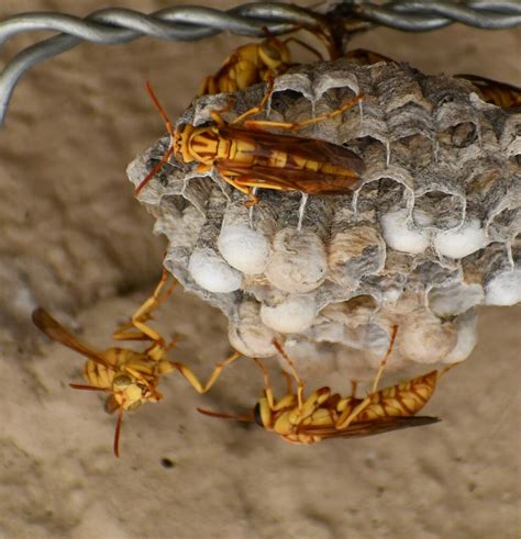 Golden Paper Wasp From Brewster County Tx Usa On September