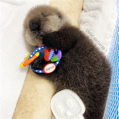 Sea Otter Pup Likes Her Toy So Much She Sleeps With It — The Daily Otter