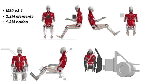 Using HyperWorks to Develop Human Body Models For Vehicle Crash ...