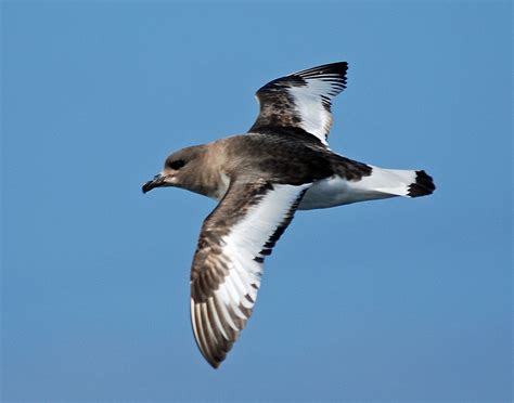 Antarctic petrel - Encyclopedia Westarctica