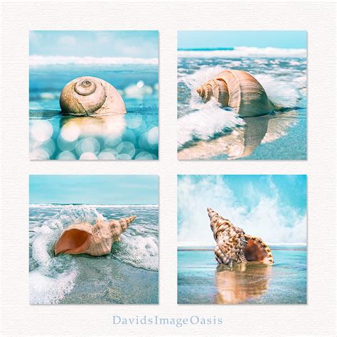 seashell print set seashell photo seashell photography seashell