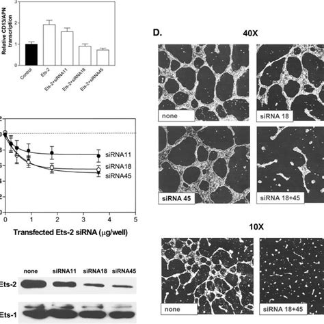 Effects Of Modulating The RAS Signaling Pathway On CD13 APN