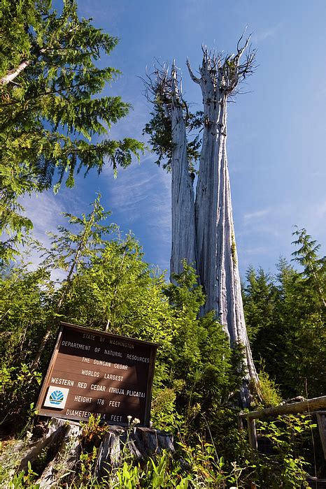 Biggest Western Red Cedar Tree Of The World Thuja Plicata Olympic