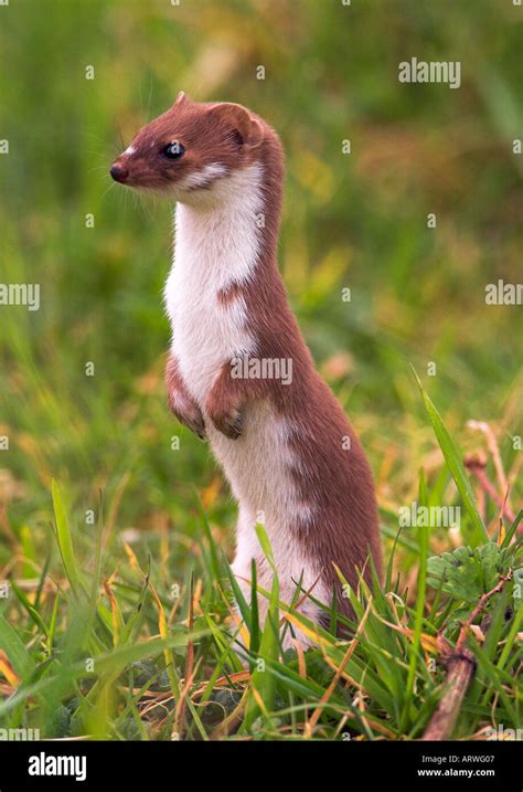 Alert Weaselmustela Nivalis Standing Up On Hind Legs Stock Photo