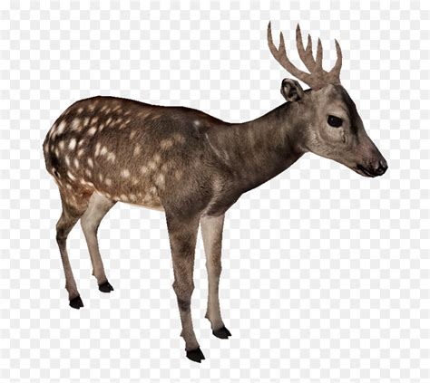 Visayan Spotted Deer - Visayan Spotted Deer Antlers, HD Png Download - vhv