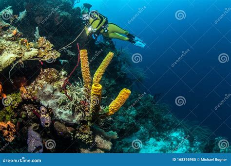 Blue Hole Belize Scuba Diving Editorial Image - Image of water ...