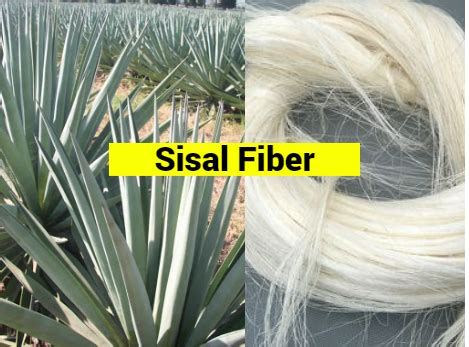 Sisal Fiber