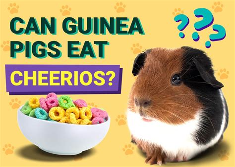Can Guinea Pigs Eat Cheerios Vet Approved Facts And Faq Pangovet