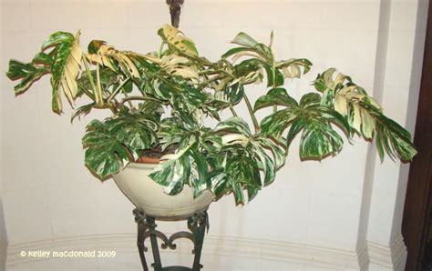 Plantfiles Pictures Monstera Variegated Split Leaf Philodendron