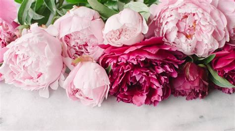 Peony Desktop Wallpapers K Hd Peony Desktop Backgrounds On Wallpaperbat