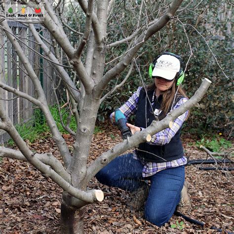 fruit tree pruning masterclass leaf root fruit gardening services