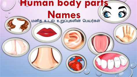 Body Parts Tamil / Stomach Human Body Parts In Tamil Animated Videos ...