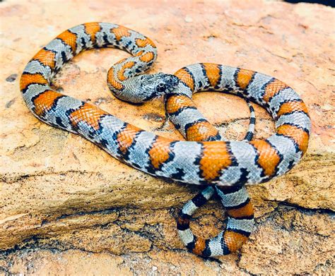 13 Vivid Orange Snakes You Might Encounter (with Pictures)