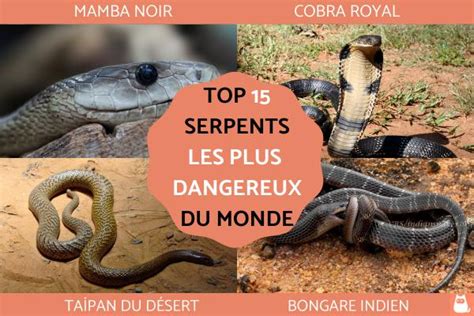 Top Des Serpents Les Plus Dangereux Du Monde Avec Photos