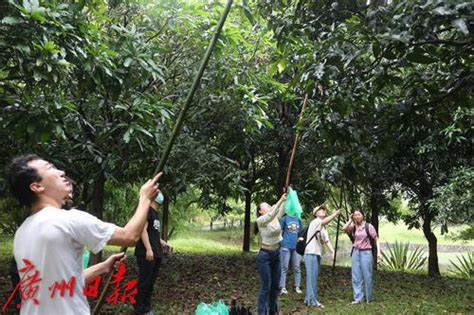 “华南鲤工芒果莲雾大学”果园收获季采摘啦！