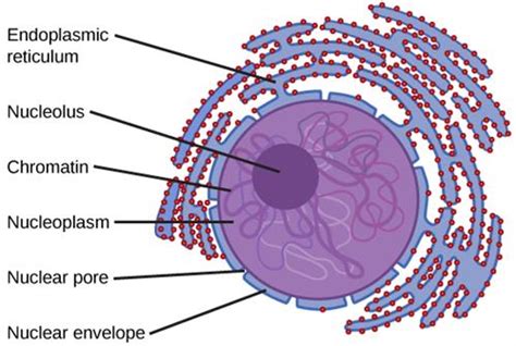 Nucleus — Lesson Science Cbse Class 9