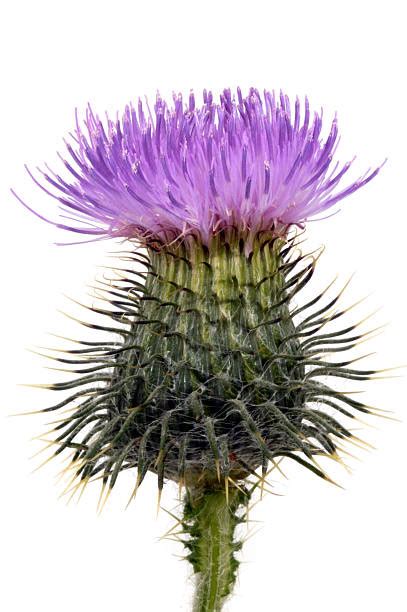 Best Scottish Thistle Stock Photos Pictures And Royalty Free Images Istock