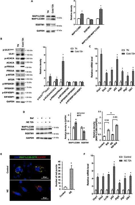 Figure 1 From Chronic Cold Exposure Induces Autophagy To Promote Fatty