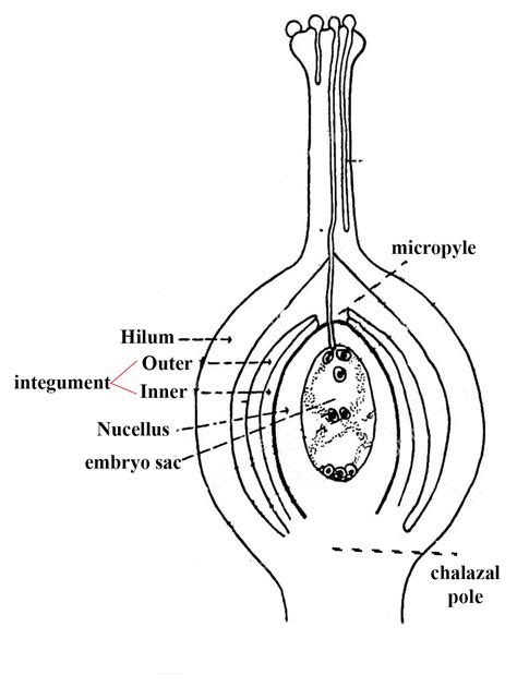 With A Neat Labeled Diagram Describe The Parts Of A Typical