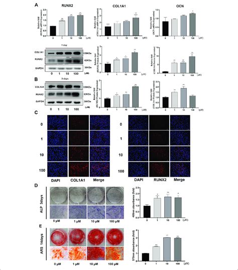 GA Increased The Expression Levels Of Osteo Specific Genes And