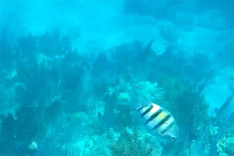 Looe Key reef snorkeling from Bahia Honda State Park 🐠 It was the best snorkeling tour in the ...