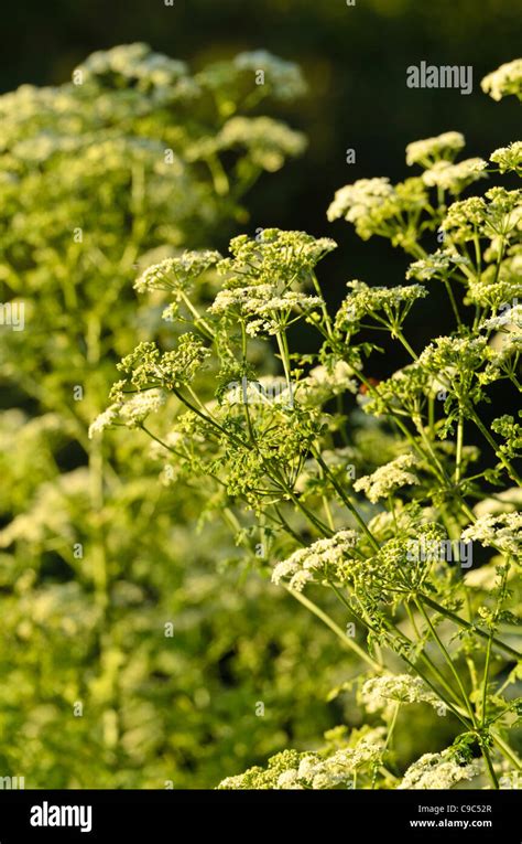 Poison Hemlock Conium Maculatum Stock Photo Alamy