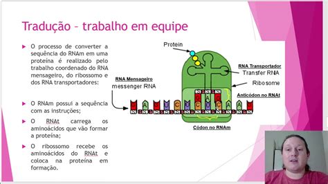 Biologia 2 ano aula 16 Tradução e RNA transportador YouTube