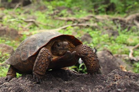 Descubren Una Nueva Especie De Tortuga En El Desierto De M Xico