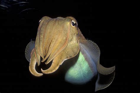 A Few Facts About Cuttlefish