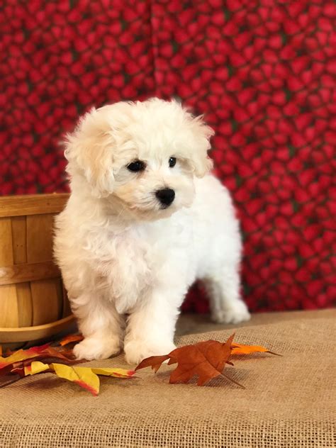 Bichon Frise Sales Breeder Precious Bichon Frise