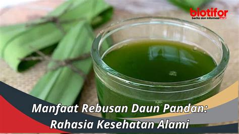 Manfaat Rebusan Daun Pandan Rahasia Kesehatan Alami