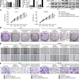 Knockdown Of MiR9375p Suppressed Cell Proliferation Migration And