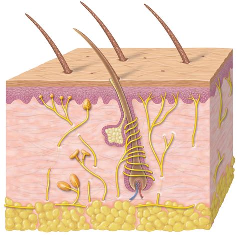 Diagram Of Biol 305 Skin Receptors Quizlet