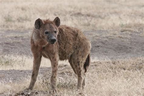 African Wild Dog vs. Hyena: Their Key Differences & Who Would Win a Fight?